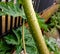 The beautiful photo of wet papaya stem