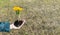 Beautiful photo of yellow crocus flowers in female hands with a handful of soil with place for text or copy space. Hands with