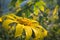 A beautiful photo of a yellow wild chrysanthemum. This flower usually blooms in November in the mountainous regions of Vietnam