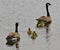 Beautiful photo of a young family of Canada geese swimming