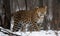 A beautiful photograph of an Amur Leopard