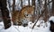 A beautiful photograph of an Amur Leopard