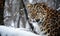 A beautiful photograph of an Amur Leopard