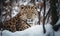 A beautiful photograph of an Amur Leopard