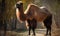 A beautiful photograph of The Bactrian Camel