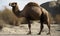 A beautiful photograph of The Bactrian Camel