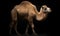 A beautiful photograph of The Bactrian Camel