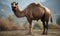 A beautiful photograph of The Bactrian Camel