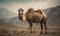 A beautiful photograph of The Bactrian Camel