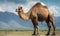 A beautiful photograph of The Bactrian Camel