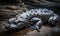 A beautiful photograph of a Chinese Giant Salamander