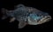 A beautiful photograph of The Coelacanth