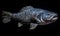 A beautiful photograph of The Coelacanth