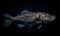 A beautiful photograph of The Coelacanth