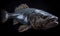 A beautiful photograph of The Coelacanth