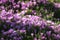 Beautiful photograph of Common Purple Lampranthus flowers