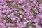 Beautiful photograph of Common Purple Lampranthus flowers