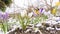 A beautiful photograph of crocuses emerging from snow in early spring on a sunny day. Early spring flowers opening the garden