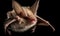 A beautiful photograph of Cuban Greater Funnel-eared Bat