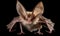 A beautiful photograph of Cuban Greater Funnel-eared Bat