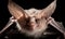 A beautiful photograph of Cuban Greater Funnel-eared Bat