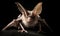 A beautiful photograph of Cuban Greater Funnel-eared Bat