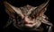 A beautiful photograph of Cuban Greater Funnel-eared Bat