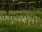 A Beautiful Photograph of a group of ornamental grass.