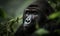 A beautiful photograph of a Mountain Gorilla