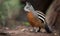 A beautiful photograph of The Numbat