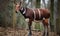 A beautiful photograph of The Okapi