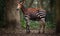 A beautiful photograph of The Okapi
