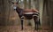 A beautiful photograph of The Okapi