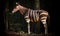 A beautiful photograph of The Okapi