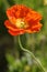 Beautiful photograph of an Orange Icelandic Poppy flower.
