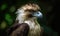 A beautiful photograph of The Philippine Eagle