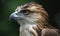 A beautiful photograph of The Philippine Eagle