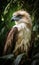 A beautiful photograph of The Philippine Eagle