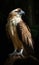 A beautiful photograph of The Philippine Eagle