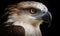 A beautiful photograph of The Philippine Eagle