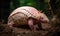 A beautiful photograph of The Pink Fairy Armadillo
