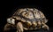 A beautiful photograph of The Ploughshare Tortoise