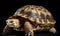 A beautiful photograph of The Ploughshare Tortoise