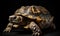 A beautiful photograph of The Ploughshare Tortoise