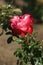 Beautiful photograph of a red climber rose flower