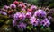 A beautiful photograph of Rhododendron flower