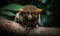 A beautiful photograph of Tarsier