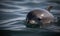 A beautiful photograph of a Vaquita