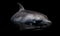 A beautiful photograph of a Vaquita