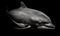 A beautiful photograph of a Vaquita